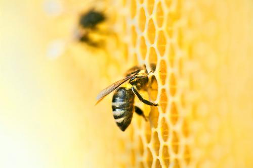 Honey bee swarms